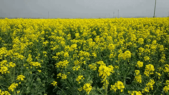 寰俊鍥剧墖_20210611212407.gif